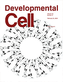development-cell