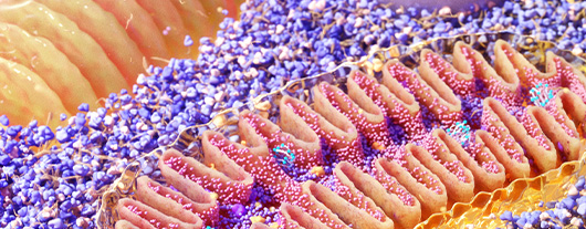 Cell Symposia: Biological function in 3D