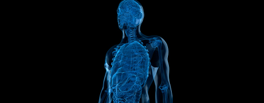 CellSymposia_ImmuneHomeostasis_530x207px