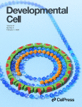 developmentcell