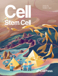 cell-stem-cel_1