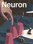 Neuron